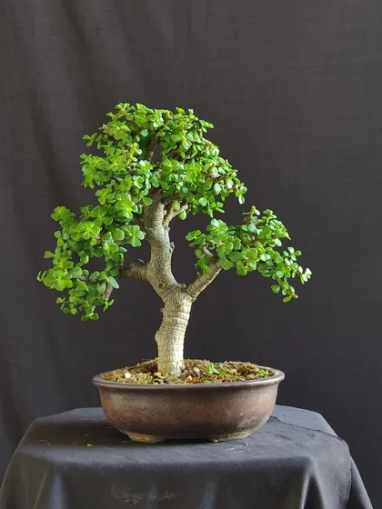 A classic Jade bonsai, symbolizing prosperity and good luck. Its simple, elegant form makes it a perfect gift or a serene addition to any home.