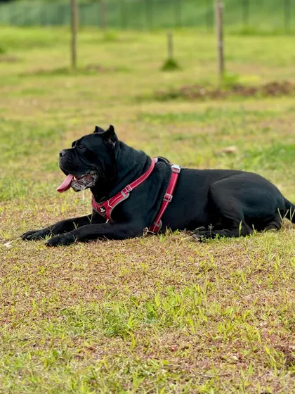 This powerful and gentle giant is enjoying a moment of calm at our spacious dog park.