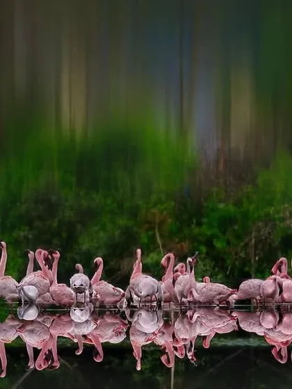 By turning this image upside down, the reflection of the lesser flamingos creates an entirely new perspective, like an impressionist painting. It reminds me that only when the mind becomes still can we truly experience the beauty and light that nature offers.