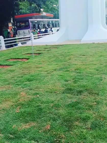 A close-up of the newly installed lawn in a public space, showing the healthy, green grass.