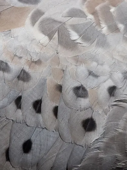This Cape Barren Goose thought my camera was food and got extremely close. It gave me the perfect opportunity to capture this detailed macro shot of the unique spot patterns on its wing feathers.
