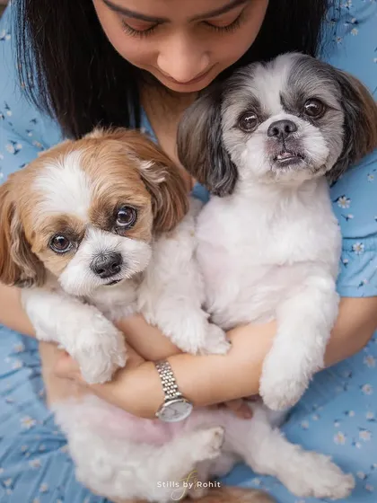 You can't have just one! This woman has her hands full of adorable Shih Tzu puppies, and her expression is one of pure delight.