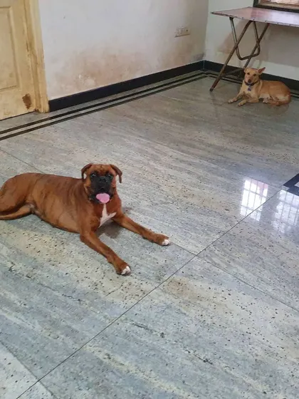 A Boxer does a classic 'sploot' on the cool floor while an Indie dog relaxes in the background. Total relaxation.