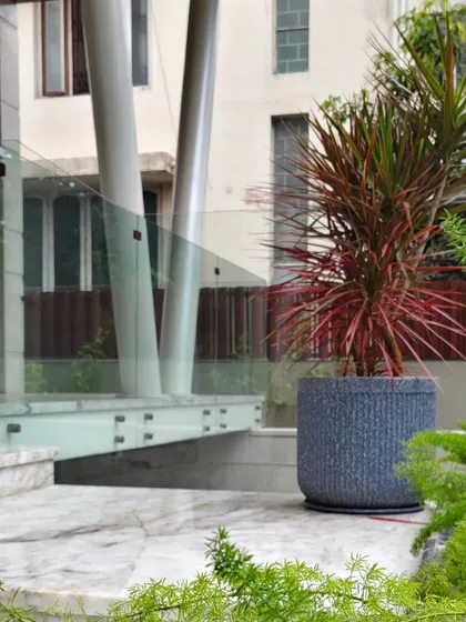 A potted Dragon Tree (Dracaena marginata) used as a statement piece at a modern building entrance. Its spiky red-edged leaves add architectural flair.
