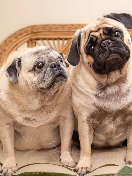Two pugs, one with a classic head tilt, posing on a wicker chair. A perfect example of capturing personality in a studio setting.