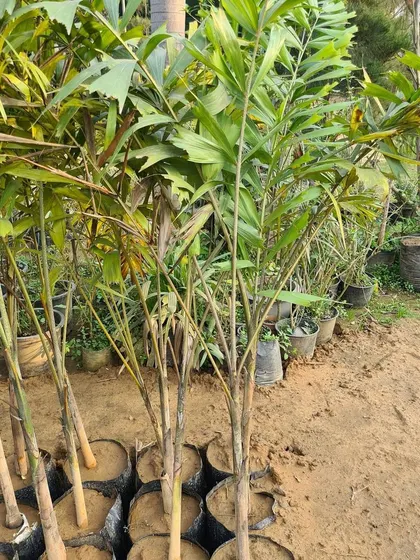 Fishtail Palms, known for their unique leaf shape, are available in various sizes at my nursery for adding texture and interest to your green spaces.