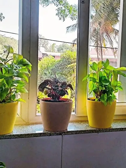 A simple yet effective way to add greenery to an office is with windowsill planters. Here, we've used a mix of foliage plants in colorful pots to brighten up the view and the room.