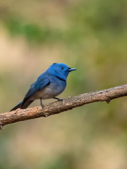 A Black-naped Monarch, or 'Blueberry', perched delicately. This vertical composition highlights the bird against a soft, green background.