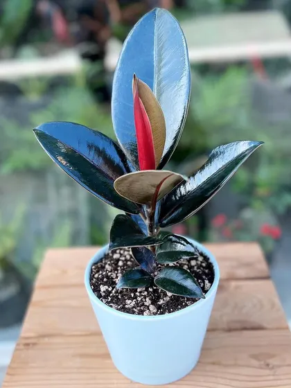 The 'Black Prince' or 'Burgundy' rubber plant has deep, dark leaves that add a touch of drama to any space. It's just as easy to care for as its more colorful relatives.