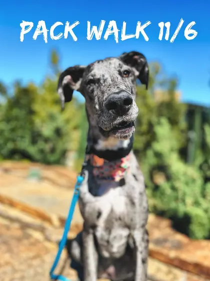 This sweet Great Dane puppy is learning valuable socialization skills on a pack walk. Starting them young in a controlled way is key to raising a well-balanced adult dog.