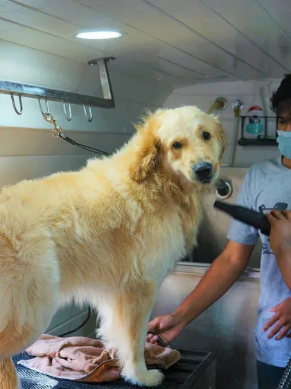 We use professional-grade dryers that are powerful yet safe for pets. Our groomer ensures the temperature is comfortable while efficiently drying Mufasa's thick double coat.