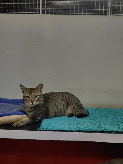Mr. Archie the rowdy, a handsome tabby, relaxing on his mat. He might be a rowdy, but he is my rowdy.