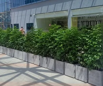 I provide and install plants in planters for commercial properties, like this row of lush green shrubs lining a walkway.