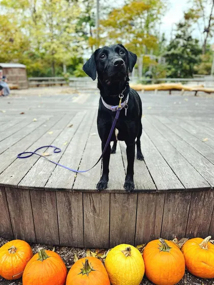 A fall-themed pack walk complete with pumpkins! We take advantage of every season to get out and work with our pups in new and interesting settings.