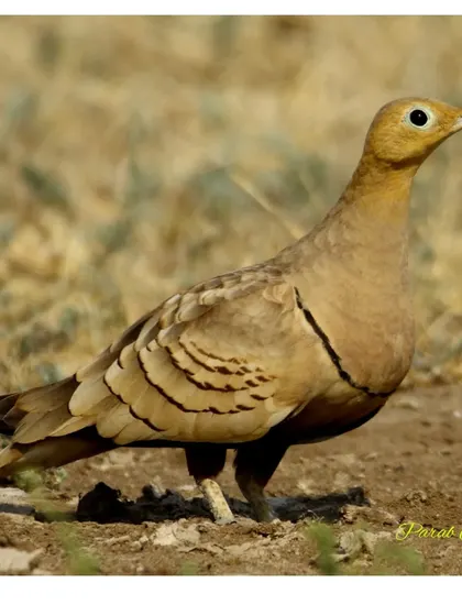 The male Chestnut-bellied Sandgrouse is plainer but still beautifully adapted to its desert environment. They have a special ability to carry water in their belly feathers to their chicks.