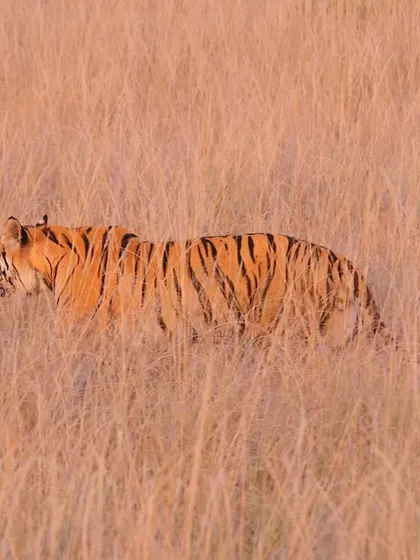 A tiger moving through a glade in the soft glow of a wintry evening. This is the perfect Kipling country setup in the heart of Central India. The calm of the dull golden grass and the varying greens of the gnarled forest, with the great striped beast on the move, reminds me of the sheer drama of the Indian wilds.