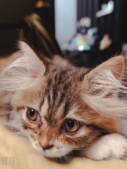 A portrait of my fluffy cat, Smokey. Even our pets have stories in their eyes, and I love capturing their personalities up close.