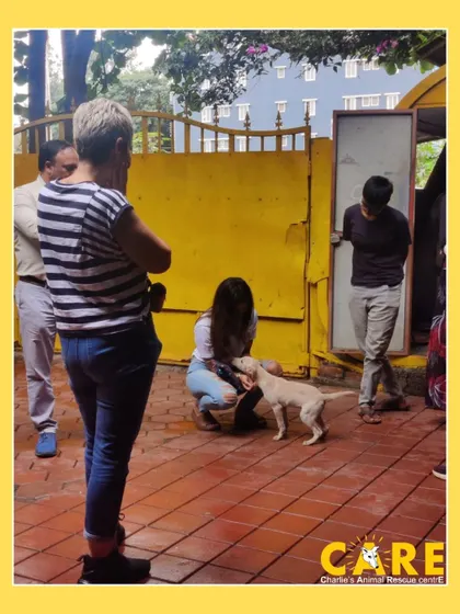 Another view of the practical session with Kirsten Dillon. Observers watch as a volunteer gently approaches a shelter puppy, learning firsthand about positive reinforcement and confidence-building exercises for rescued animals.