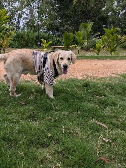 A happy Buddy on a grassy field. This 5 year old retriever is leash trained, potty trained, and can stay alone for a good amount of time. He just needs a meat based diet and a loving family.