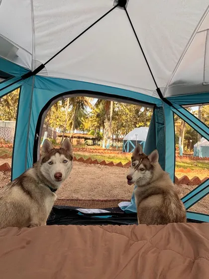Luna and her foster sister Zola on a trip. Even while our dogs are having fun, the bills keep coming. We needed to raise over 13,000 rupees for Luna's epilepsy management.