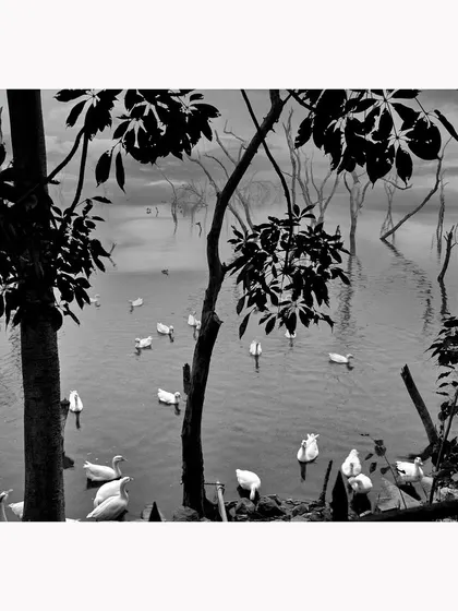 A flock of swans on a still lake, framed by the dark silhouettes of trees. This moody, high-contrast black and white image creates a serene yet mysterious atmosphere, focusing on the elegant forms of the birds on the water.