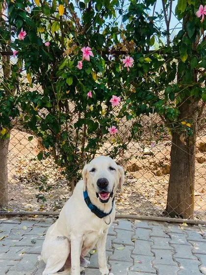 Scooby enjoying the sunshine in our yard during his long-term stay.