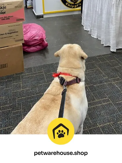 This Labrador is waiting eagerly by the grooming room door. Pets quickly learn to love their pampering sessions with our gentle and experienced staff.