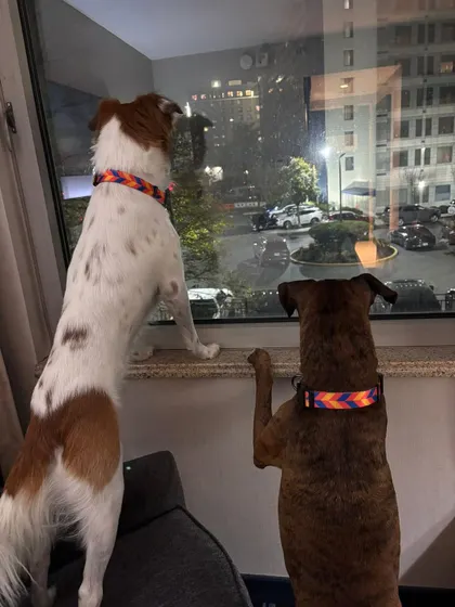 Ginger and Milo, two best friends, looking out the window at their new world in New York. They made the long journey from Delhi together and are now settling into their new home side-by-side.