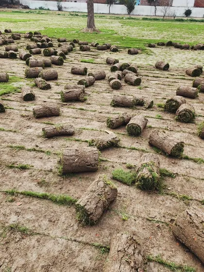 Rolls of our natural grass turf scattered across a field, ready for collection. We supply bulk orders for any project.