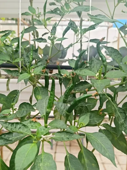 A green chili plant flourishing in one of our pods. We use the same nutrient solution for a wide variety of crops, from leafy greens to spicy chilies.