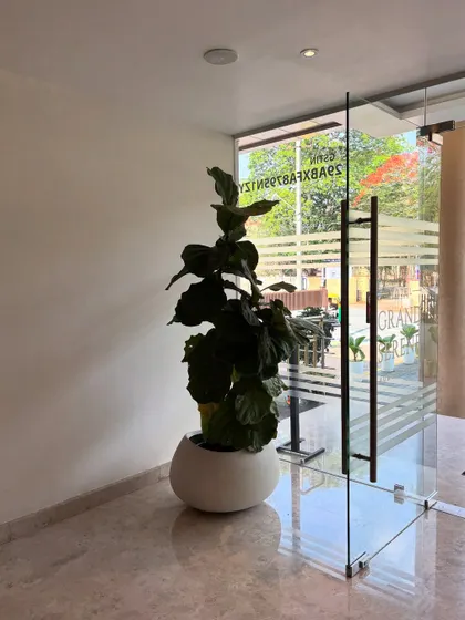 A tall Fiddle Leaf Fig stands by the entrance of a hotel, a simple yet powerful element of biophilic design. My goal is to integrate nature seamlessly into architectural spaces.