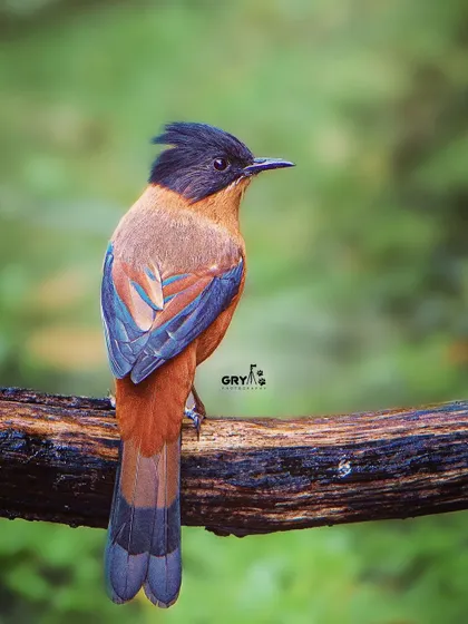 The beautiful scaling and colors on the back of a Rufous Sibia. This shot, taken in the dense forests of the Himalayas, highlights the bird's unique plumage.
