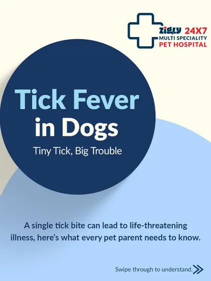 A single tick bite can cause big trouble. This infographic series is designed to educate pet parents on the dangers of tick fever, a common issue especially after walks in grassy areas.
