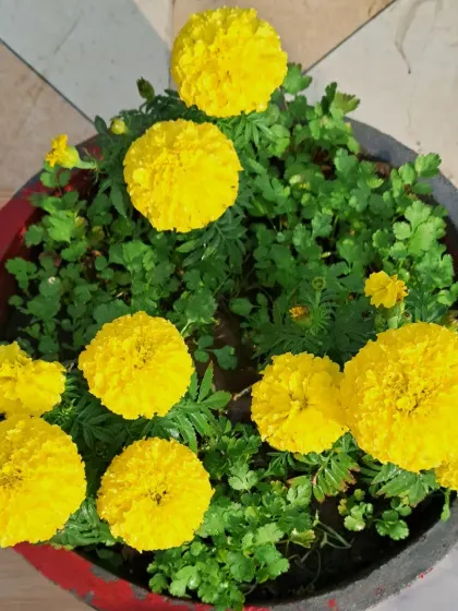 An overhead view of a pot filled with marigolds.