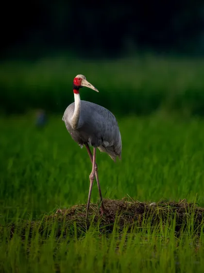 A Sarus Crane standing tall and proud on a mound in the wetland, a classic portrait of this iconic species.