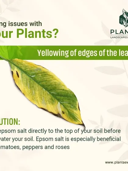 Yellowing along the edges of leaves can indicate a magnesium deficiency. An easy fix is to add Epsom salt to the top of your soil before watering. This is especially beneficial for plants like tomatoes, peppers, and roses.