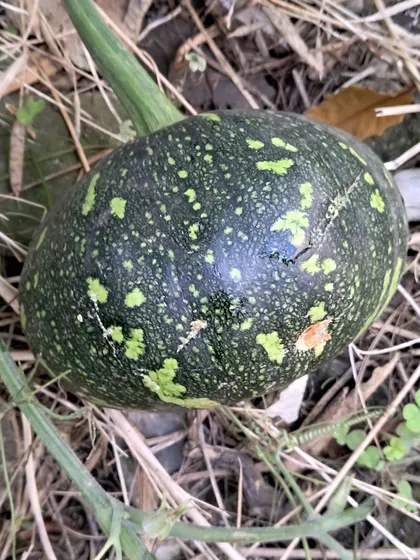 A young pumpkin starting to form its characteristic shape and color. It's exciting to watch them grow day by day.