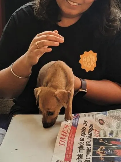 A small puppy explores the newspaper-covered table during our Art with Puppies workshop in Chennai.
