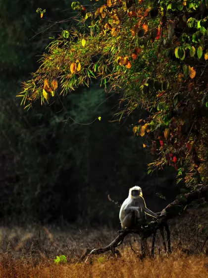 A langur monkey sits under a tree, perfectly lit. This is a quiet, contemplative moment, showing that powerful images can also be peaceful.