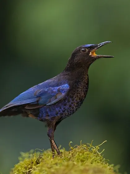 The Malabar Whistling Thrush calling, its beak open.