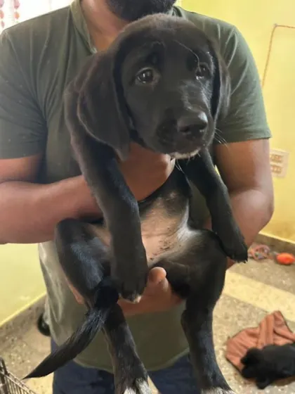 This 2 month old female puppy has been adopted. Thank you to her new family for giving her a loving home.
