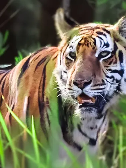 There's nothing quite like the moment you lock eyes with a tiger in its domain. This is the magic I want you to experience on one of my curated wildlife safaris in places like Bhadra Tiger Reserve. It's a powerful, humbling moment that stays with you forever.