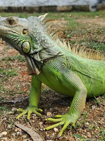 He looks like a little dinosaur posing for the camera. It was an honor to care for him.
