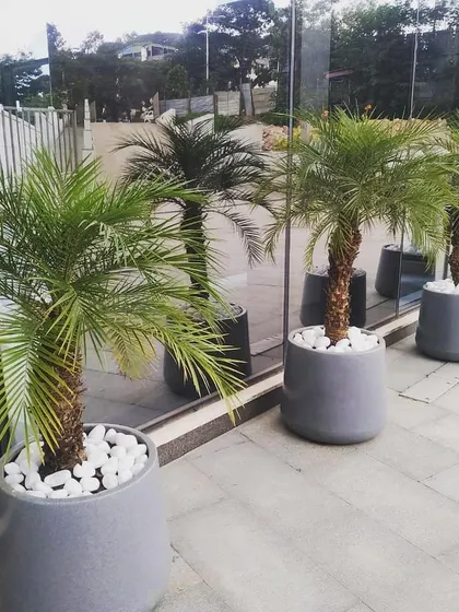 A closer look at the potted palms at the Lulu Hypermarket entrance. I use high-quality planters and top them with white pebbles for a polished, professional finish that complements the modern architecture.