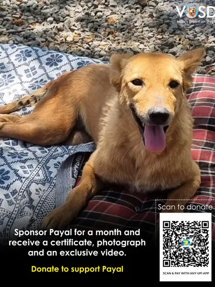 Payal suffered a severe spinal injury in a road accident, leaving her hind legs paralyzed. She receives regular medical attention and physiotherapy at our partner facility, with the hope that she will walk again.