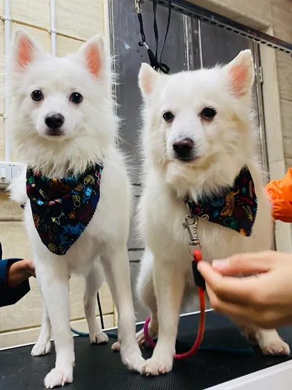The handsome duo, Dollar and Sikka, looking sharp in their matching bandanas after their grooming appointment.