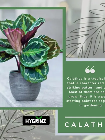 The Calathea plant is famous for its decorative leaves with intricate patterns. It's a great choice for adding texture and visual interest to your plant collection.