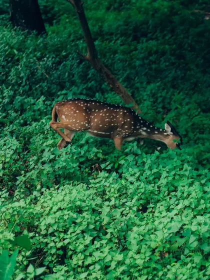 A spotted deer in motion, leaping through a field of green clover. This action shot captures the grace and agility of the animal in its natural habitat.
