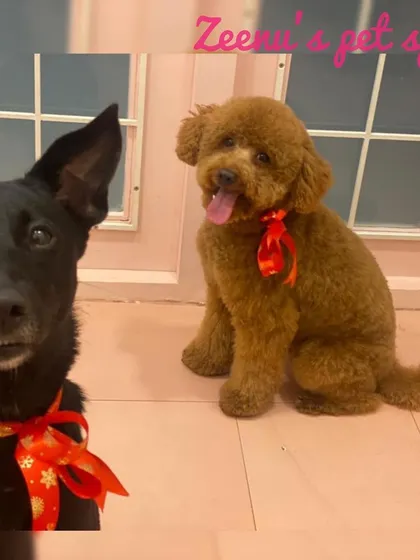 This adorable Poodle and his friend are ready for Christmas with their festive red ribbons. Both are looking fluffy and fabulous after their grooming.