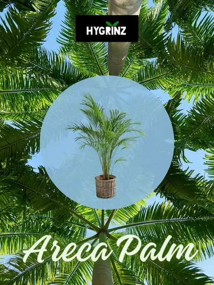 The Areca Palm is a popular indoor plant that not only adds a tropical vibe but also acts as a natural air purifier, releasing oxygen into your home.